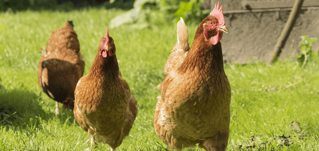 Chicken In the Garden