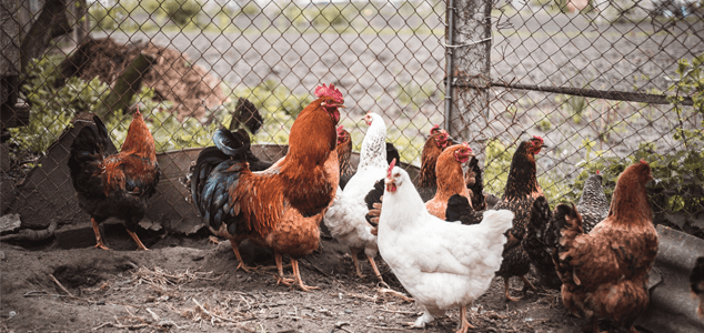 How Much Space Do Chickens Need To Roam