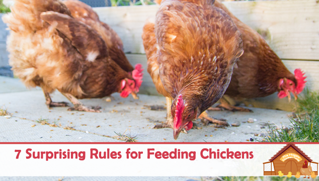 7 Surprising Rules for Feeding Chickens