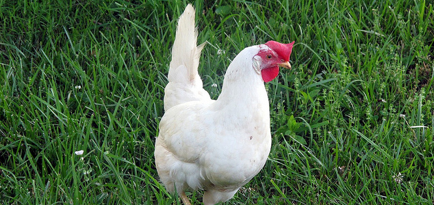 Leghorn Chicken Breeds