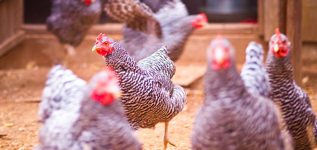 Plymouth Rock Chicken Breeds