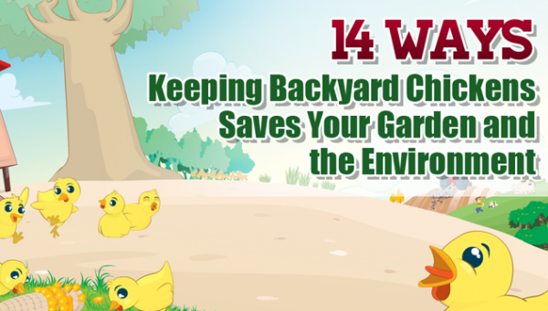 14 Environmental and Garden Benefits of Backyard Chickens