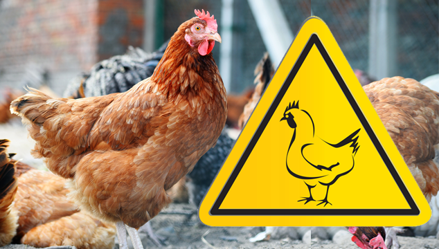 Backyard Chickens and Bird Flu How to Spot It and Why It Matters Blog Cover