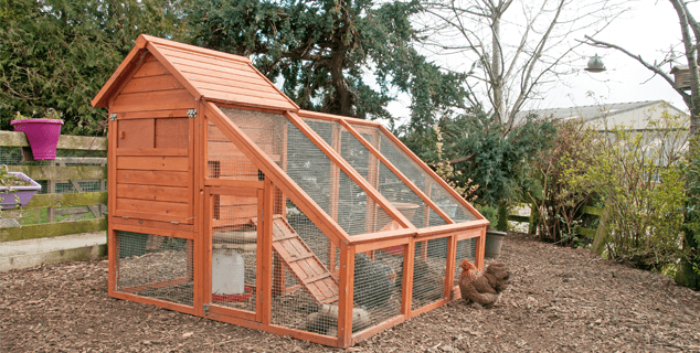 Chicken Coop Buried Chicken Wire