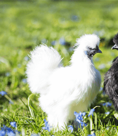 Cleaning Chicken Vent