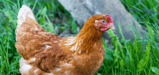 Chicken Egg Laying Chart