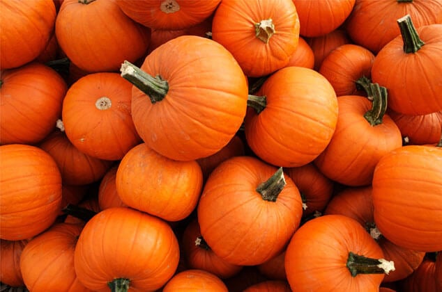 Pumpkin Chicken Snack