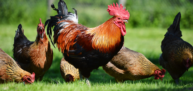 Rooster Moulting Issues