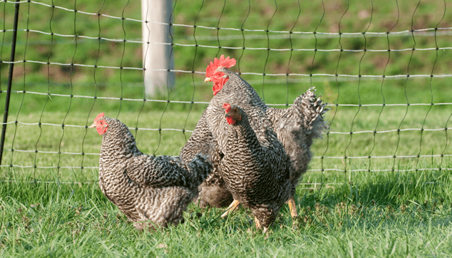 Safety Chicken Shelter