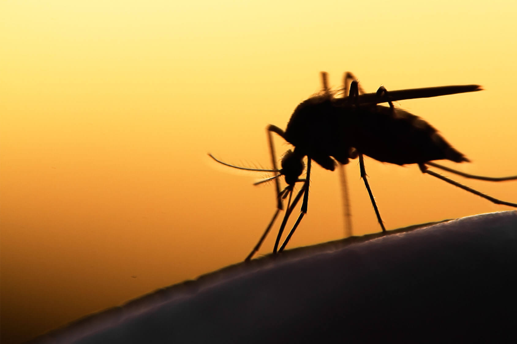 Close-up shot of a mosquito