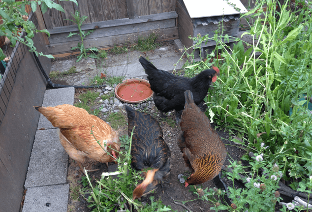 Chickens Eating Vegetables