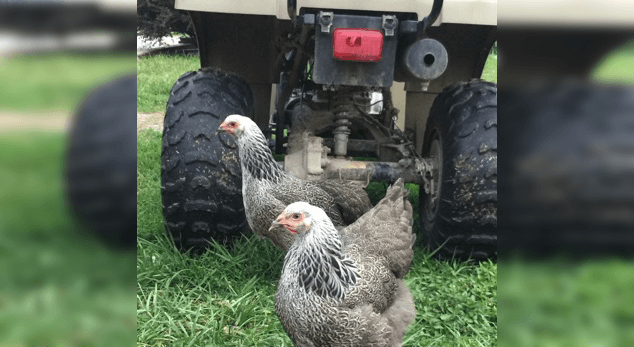 Chickens Roaming In Grass