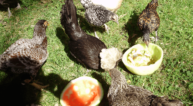 Chickens Eating Watermelon