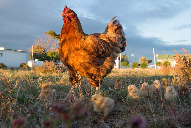 Chicks Foraging With Mother Hen