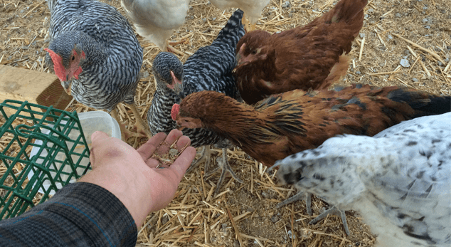 Feeding Backyard Chickens