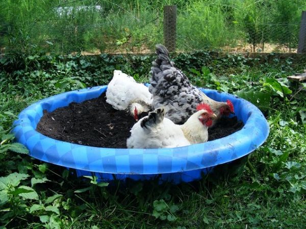 The Complete Guide To Chicken Parasites - The Happy Chicken Coop