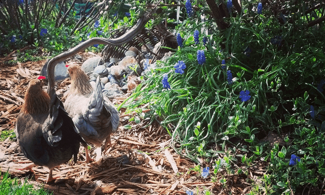 How Amazing Roosters Are