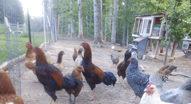 How to Make A Wobbly Fence