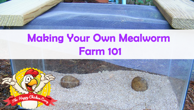 Making Your Own Mealworm Farm 101 Blog Cover