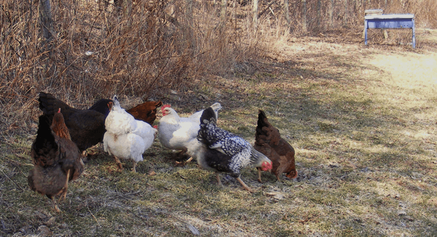 Plan Your Coop for Future Chickens