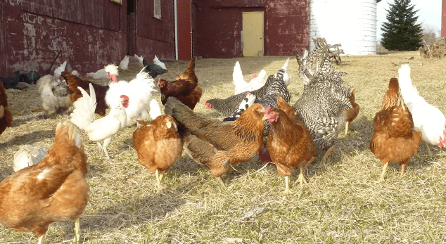 Raising Backyard Chickens