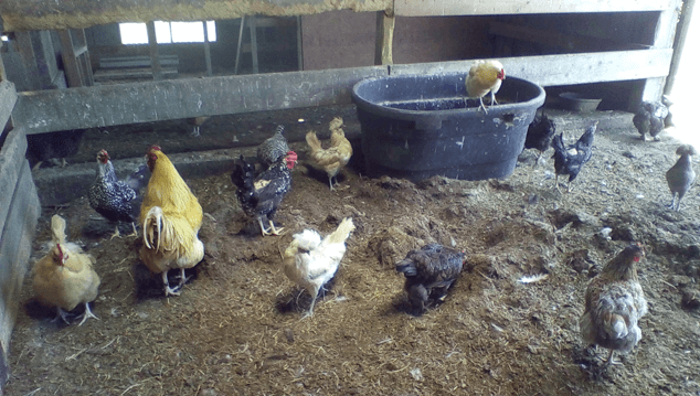 Understand Chicken Behaviour and Biology