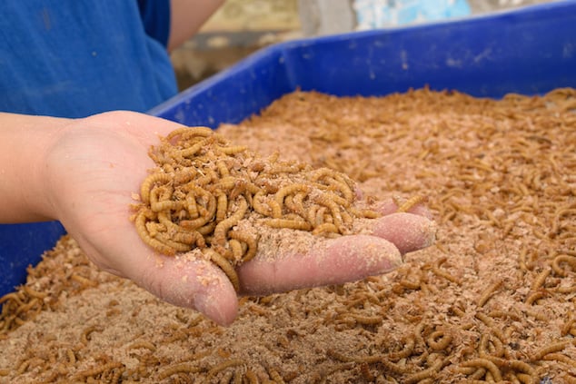 Using Mealworms To Feed Chickens