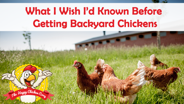 What I Wish I’d Known Before Getting Backyard Chickens