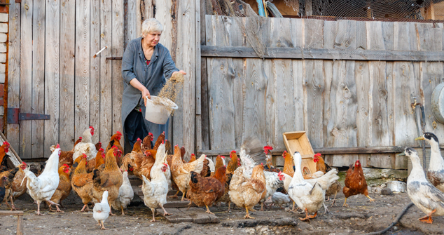 Feeding Chickens Commercial Grain