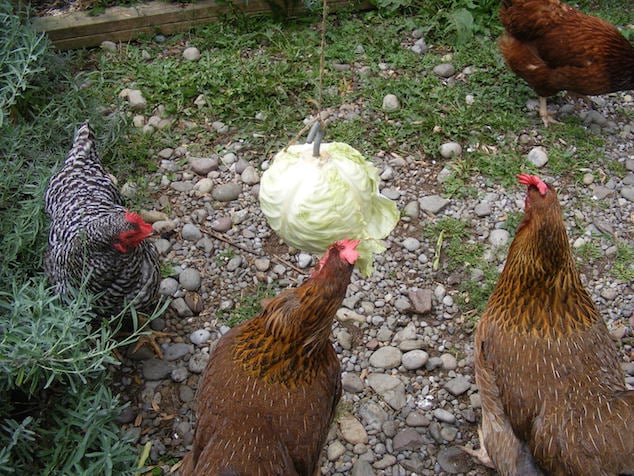 Feeding Chickens Lettuce