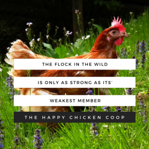 Pecking Order Is Survival Tactic