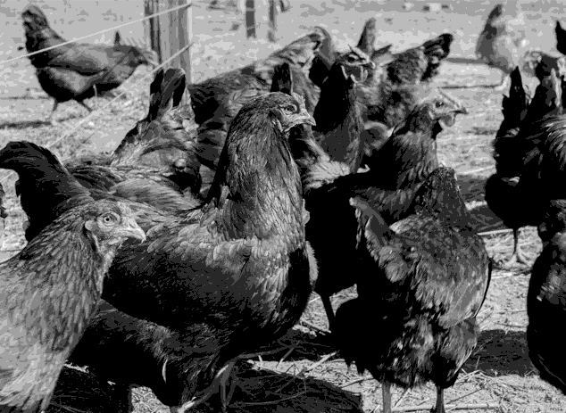 Chickens in 1900s