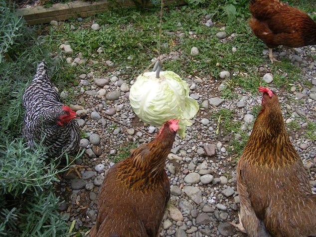 Chicken Cabbage Tetherball