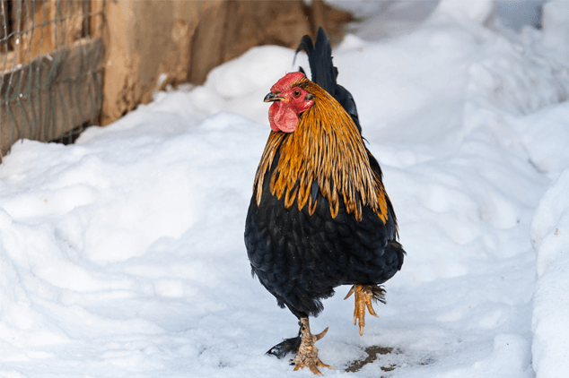 Chicken With Frostbite