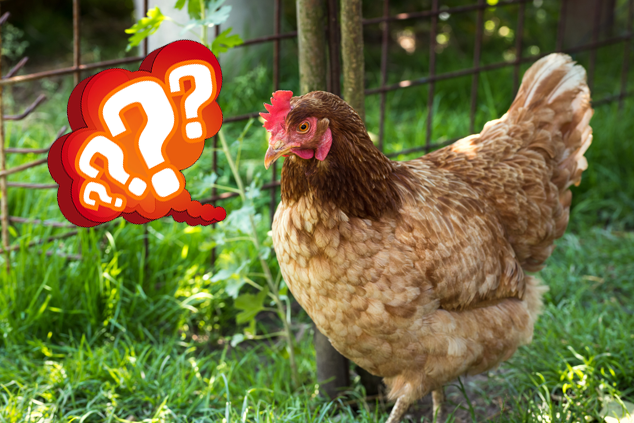 Should Chickens Lay Eggs During Winter