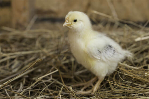 Straw Winter Bedding for Chickens