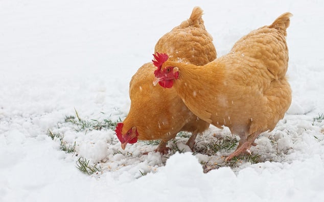 Chickens Rummaging In Snow