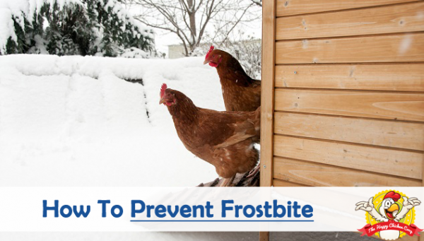 How To Prevent Frostbite During Winter? - The Happy Chicken Coop