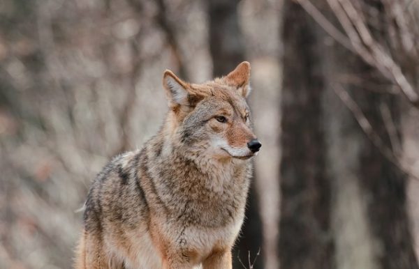Winter Predators Top Winter Predators: How To Keep Your Flock Safe - The Happy Chicken Coop