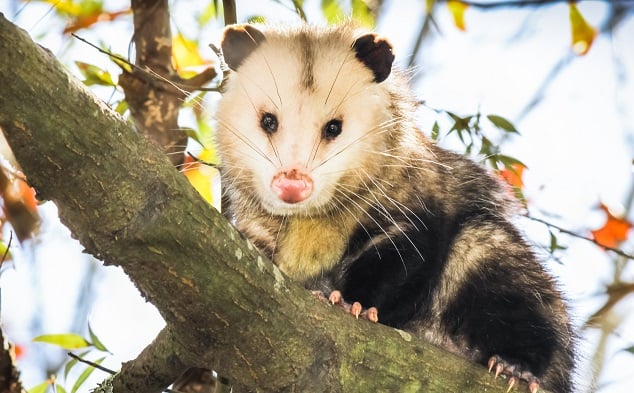 Possum Scavenging