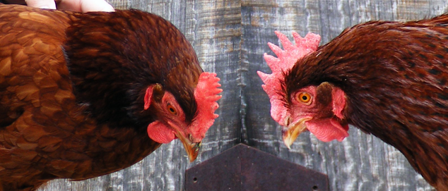 Comparación Gallina vs. Pollita