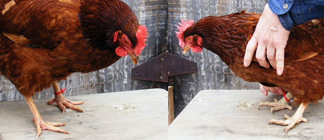 Comparaison des pattes Poule Vs Poulet