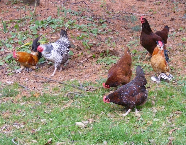 Rooster Guarding The Hens