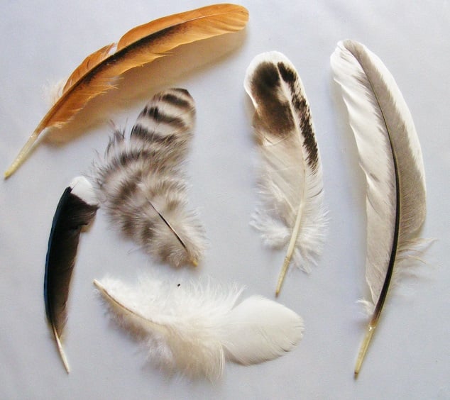 My Collection of Chicken Feathers