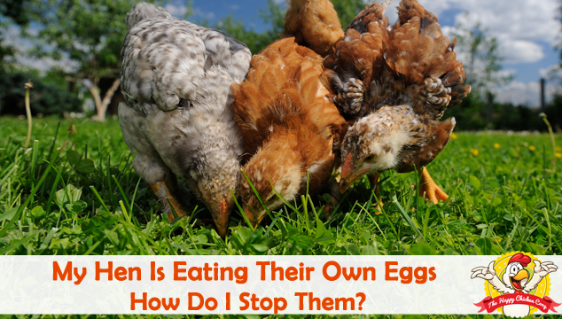 My Hen Is Eating Their Own Eggs Blog Cover