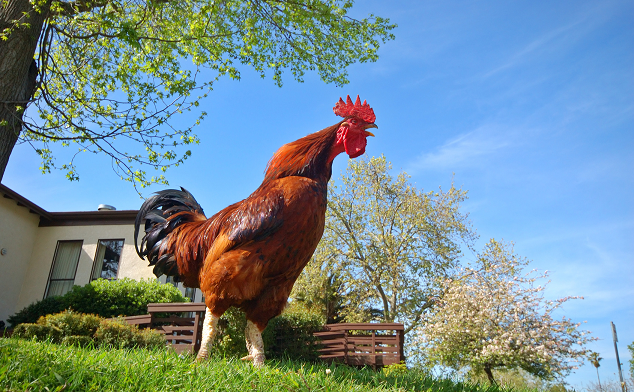 Rhode Island Red Rooster