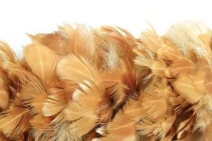 how to make a chicken plucker - miracle of feathers