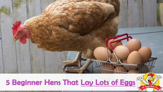 5 Beginner Hens That Lay Lots of Eggs Blog Cover