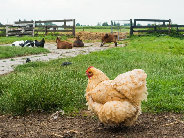 Chicken Scratching Area