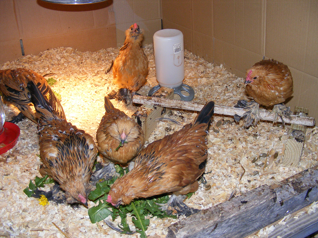 Chickens eating dandelion leaves